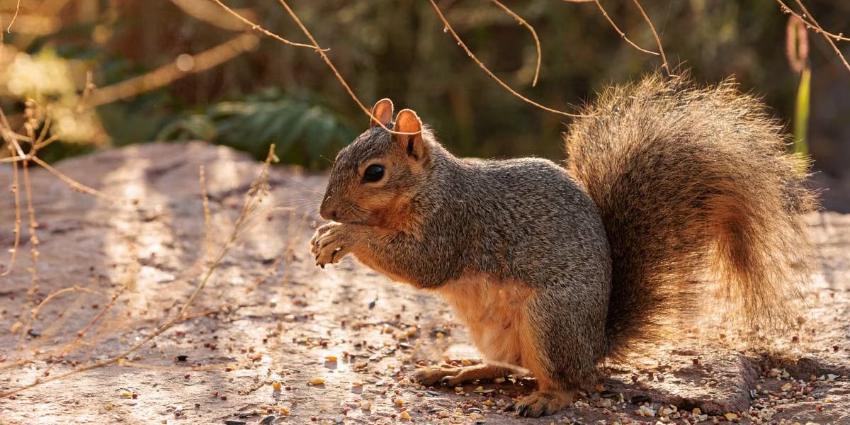 Lively squirrel feeding on seeds, captured outdoors in warm sunlight.