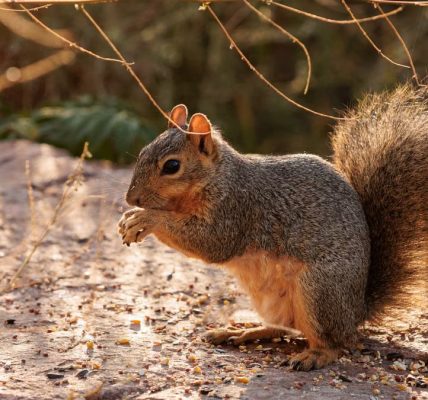 Lively squirrel feeding on seeds, captured outdoors in warm sunlight.