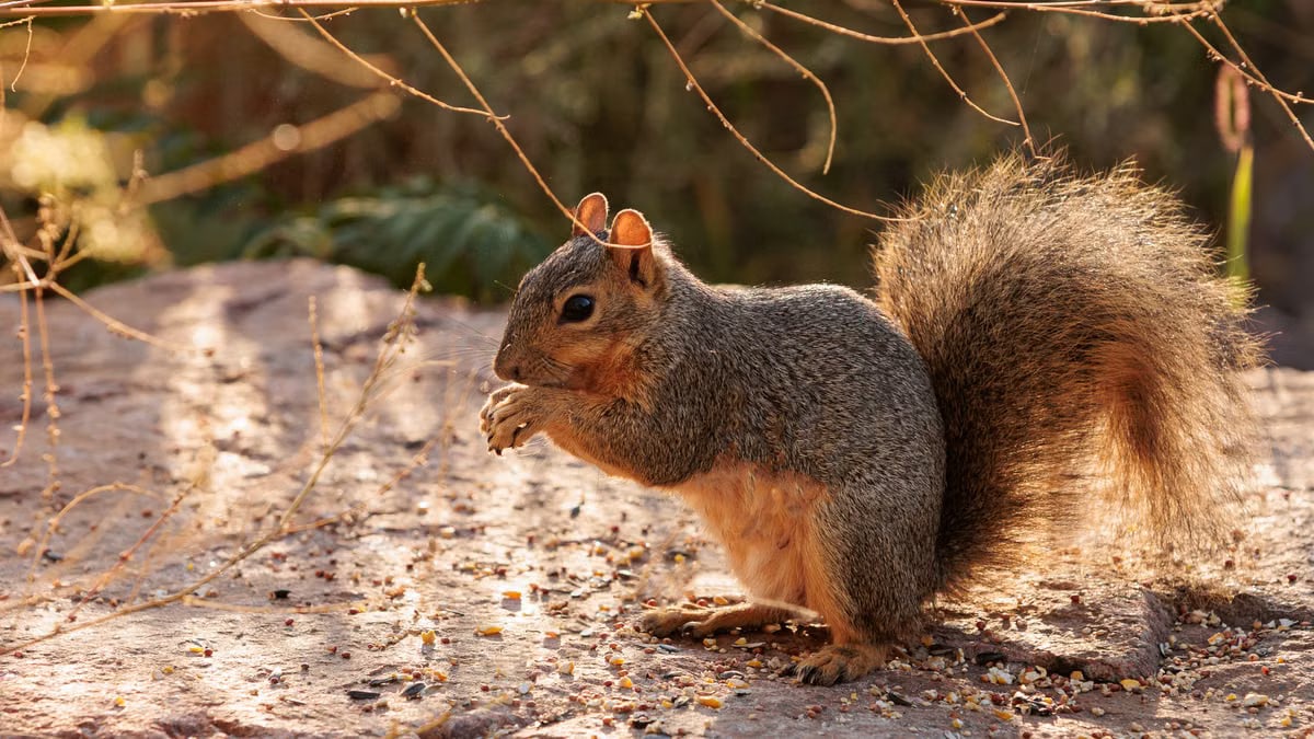 Lively squirrel feeding on seeds, captured outdoors in warm sunlight.